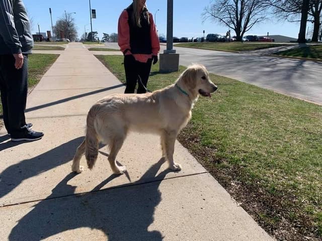 Golden Retriever Puppies media 5