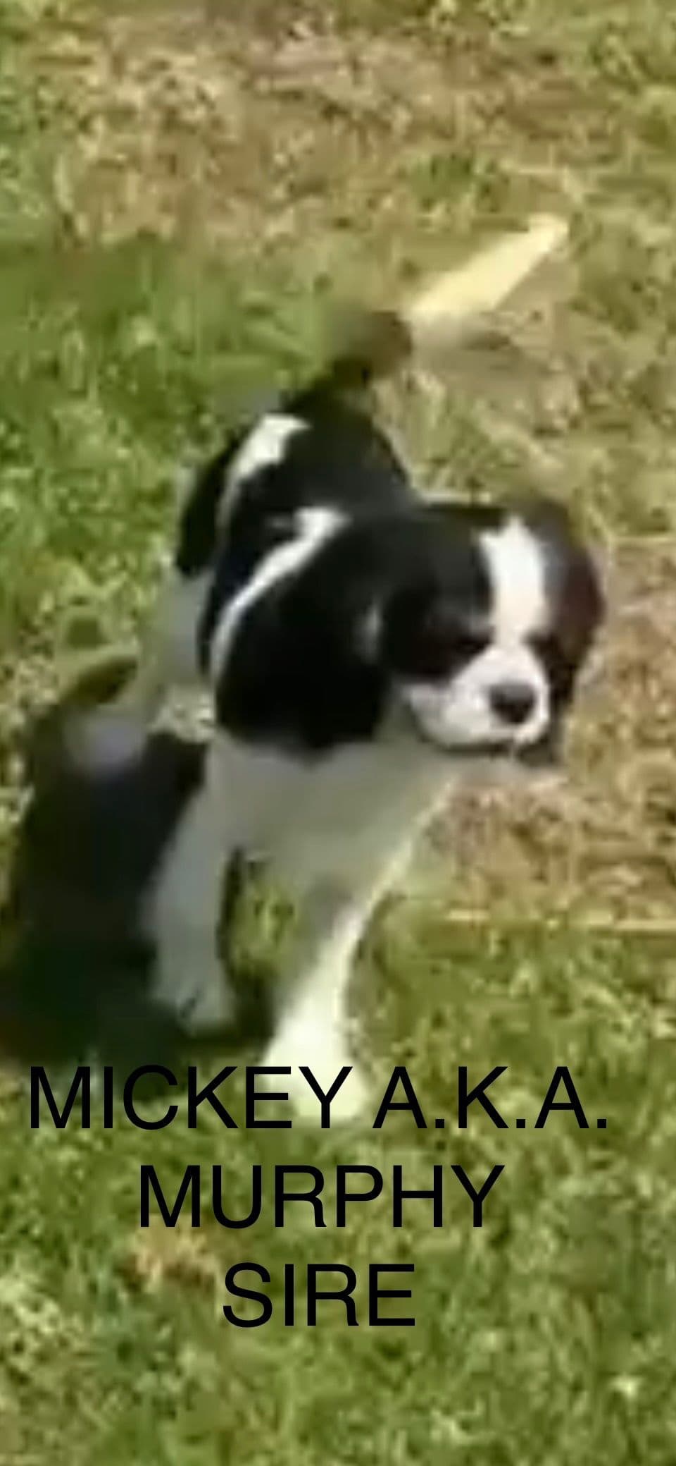 Cavalier King Charles Spaniel Puppies breeder image 1