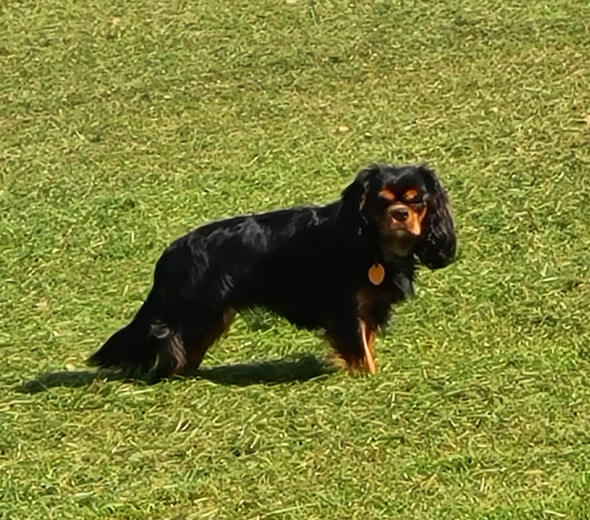 Cavalier King Charles Spaniel Puppies breeder image 2