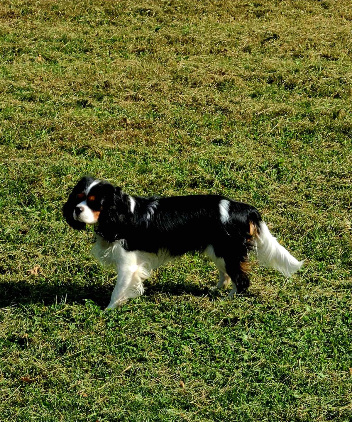 Cavalier King Charles Spaniel Puppies breeder image 4
