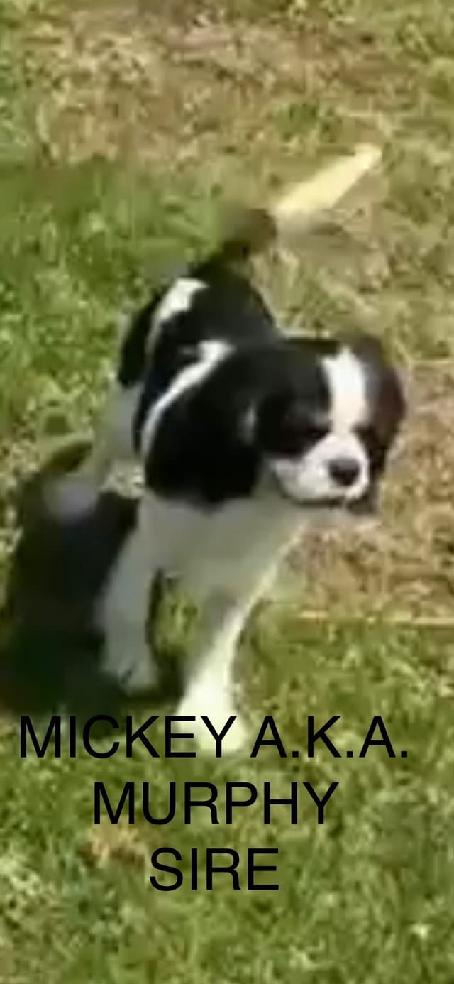 Cavalier King Charles Spaniel Puppies media 2