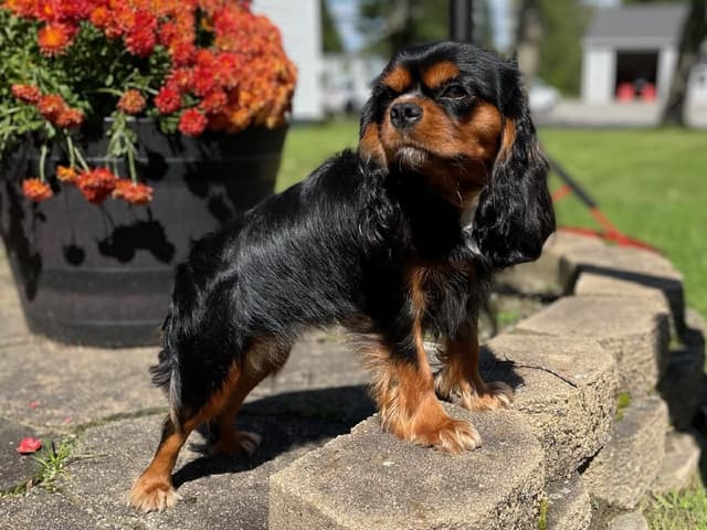 Cavalier King Charles Spaniel Puppies media 5