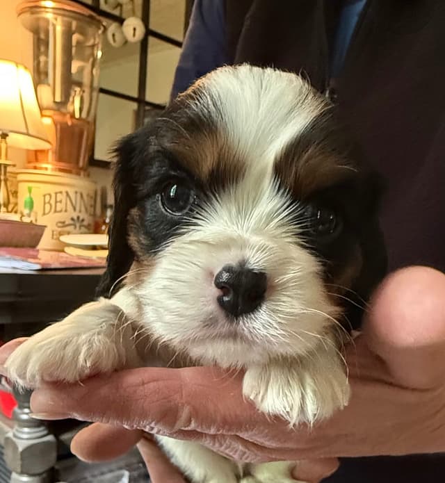 Cavalier King Charles Spaniel Puppies media 3