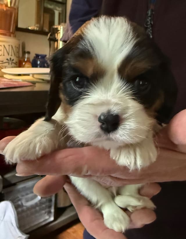 Cavalier King Charles Spaniel Puppies media 6