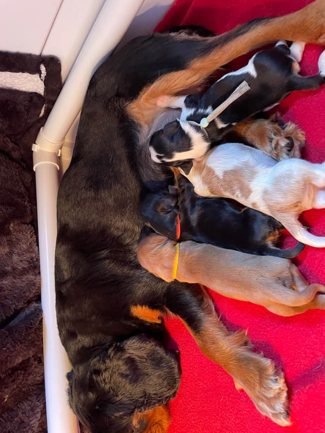 Cavalier King Charles Spaniel Puppies media 8