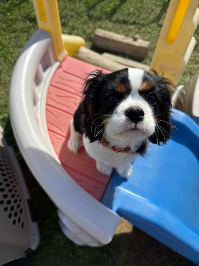 Cavalier King Charles Spaniel Puppies media 2
