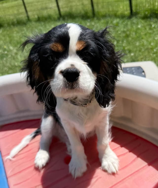 Cavalier King Charles Spaniel Puppies media 3