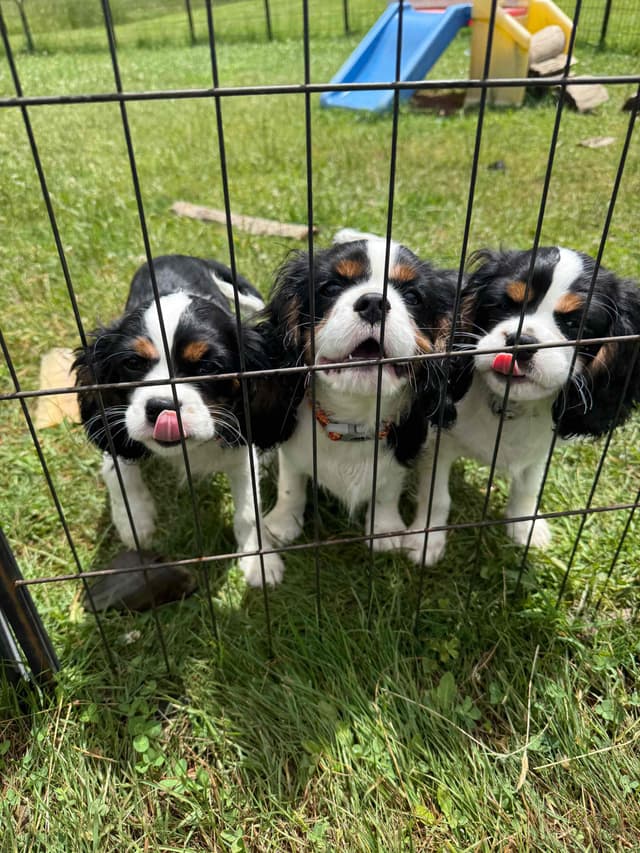 Cavalier King Charles Spaniel Puppies media 4