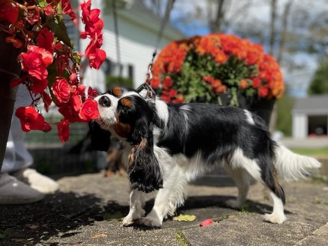 Cavalier King Charles Spaniel Puppies media 5