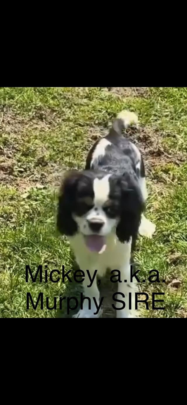 Cavalier King Charles Spaniel Puppies media 6