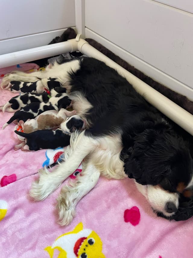 Cavalier King Charles Spaniel Puppies media 7