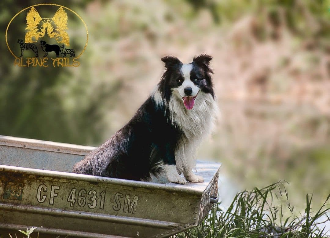 Miniature American Shepherd Puppies breeder image 1