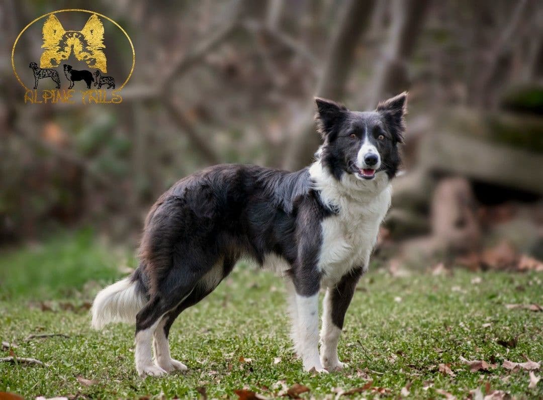 Miniature American Shepherd Puppies breeder image 3