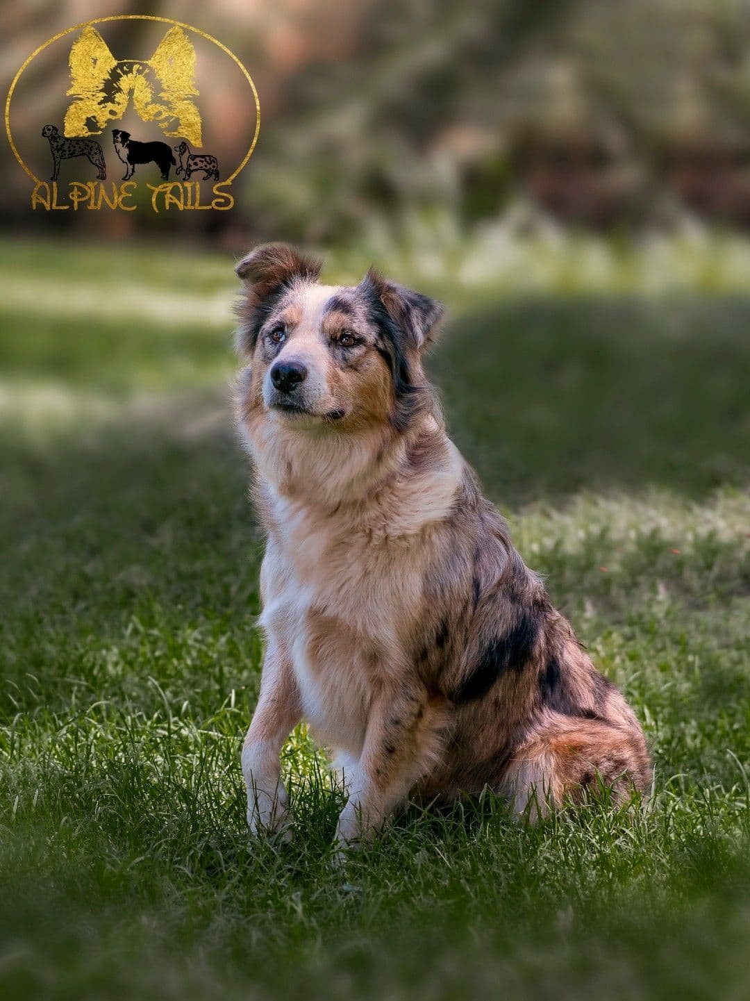 Miniature American Shepherd Puppies breeder image 2