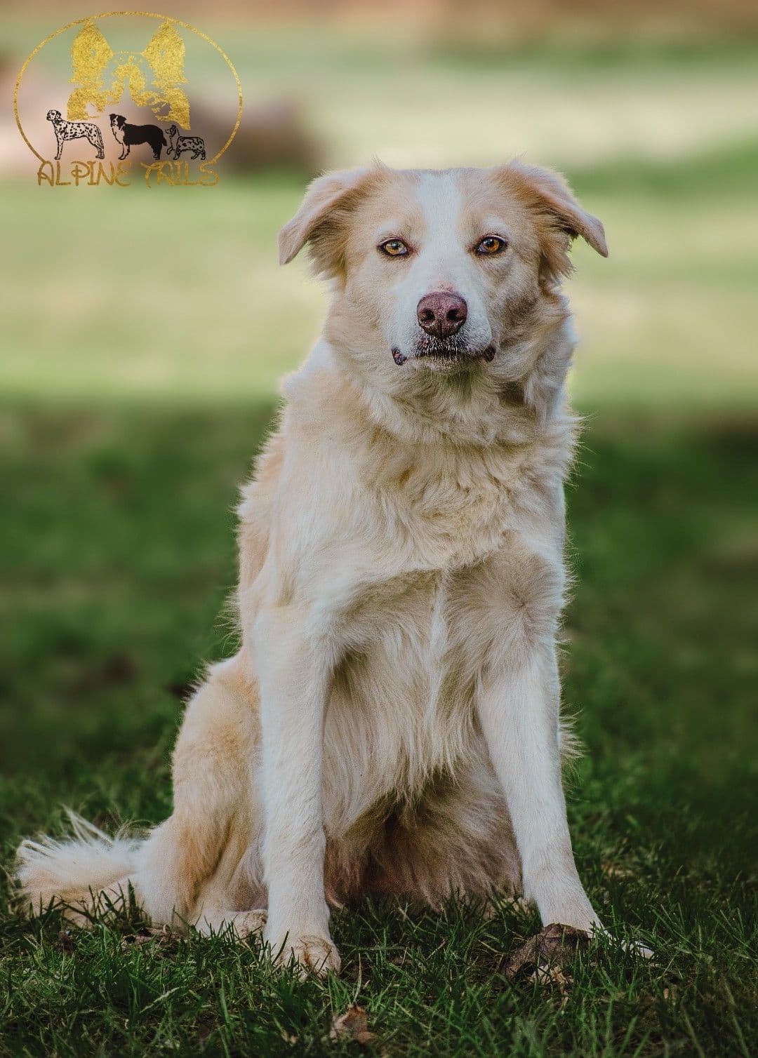 Miniature American Shepherd Puppies breeder image 5