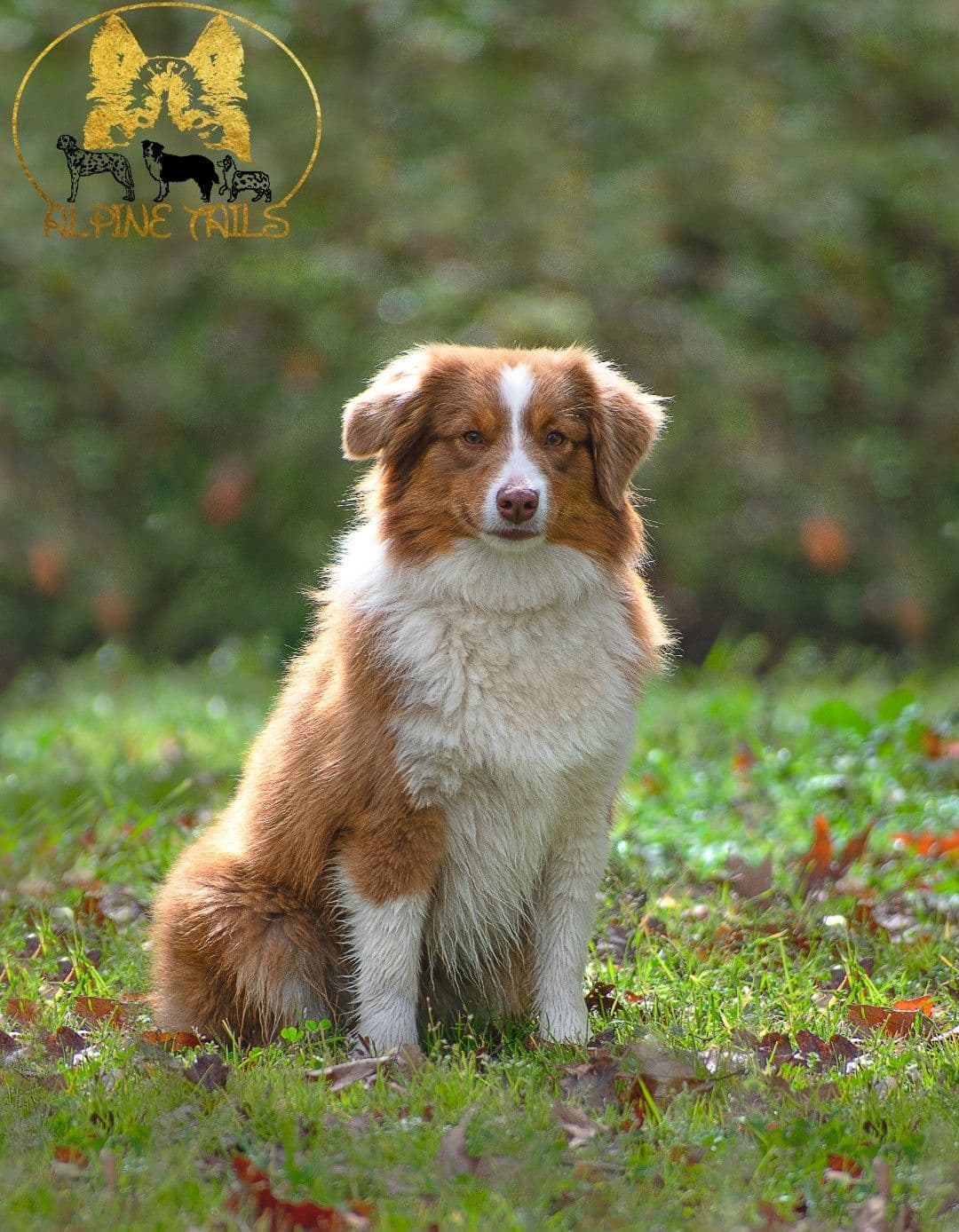 Miniature American Shepherd Puppies breeder image 11