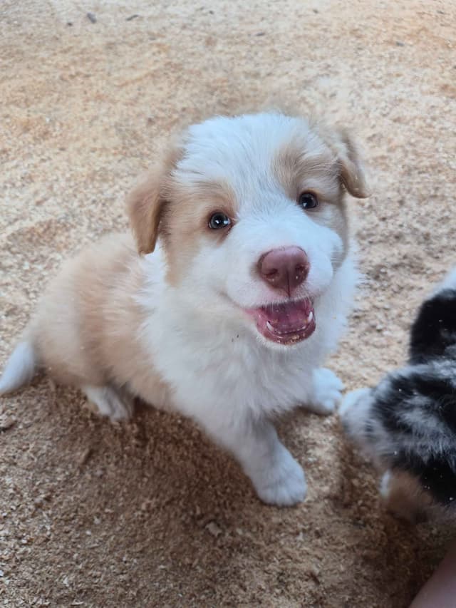 Border Collie Puppies media 3