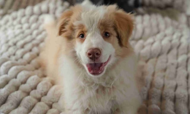 Border Collie Puppies media 4