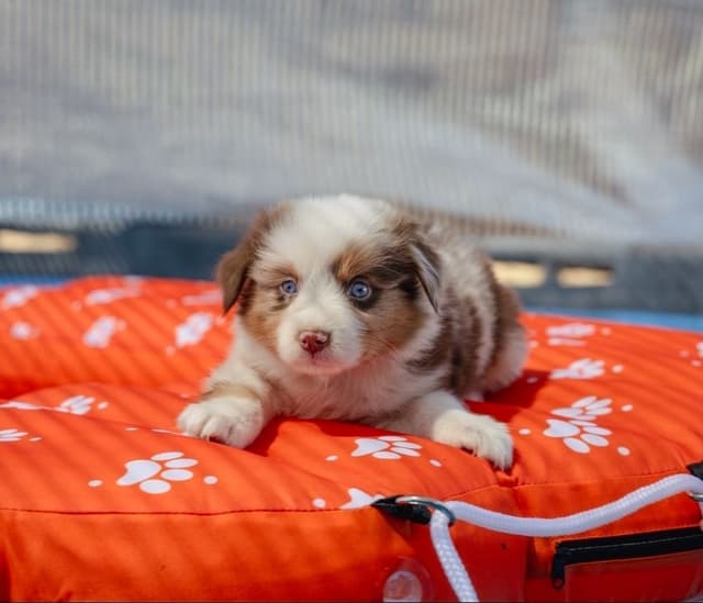 Miniature American Shepherd Puppies media 2