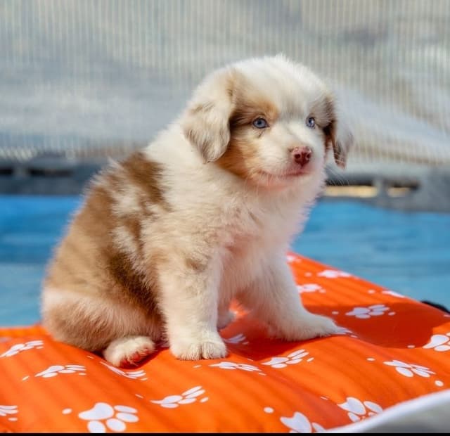 Miniature American Shepherd Puppies media 4