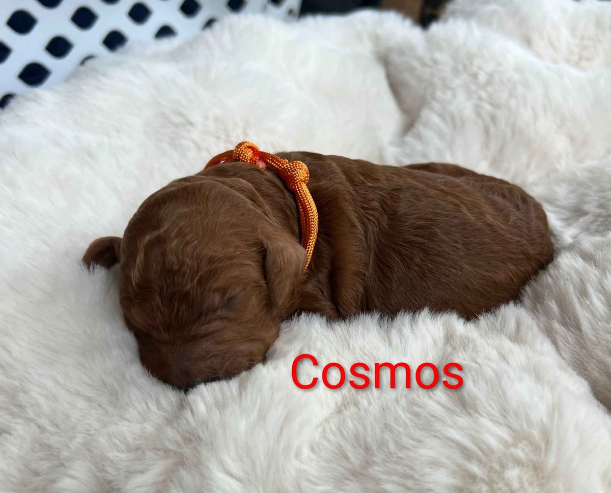 Poodle Puppies breeder image 1
