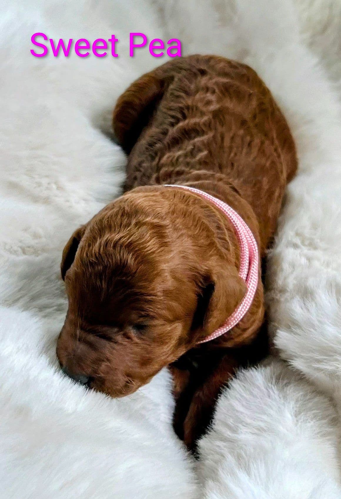 Poodle Puppies breeder image 3