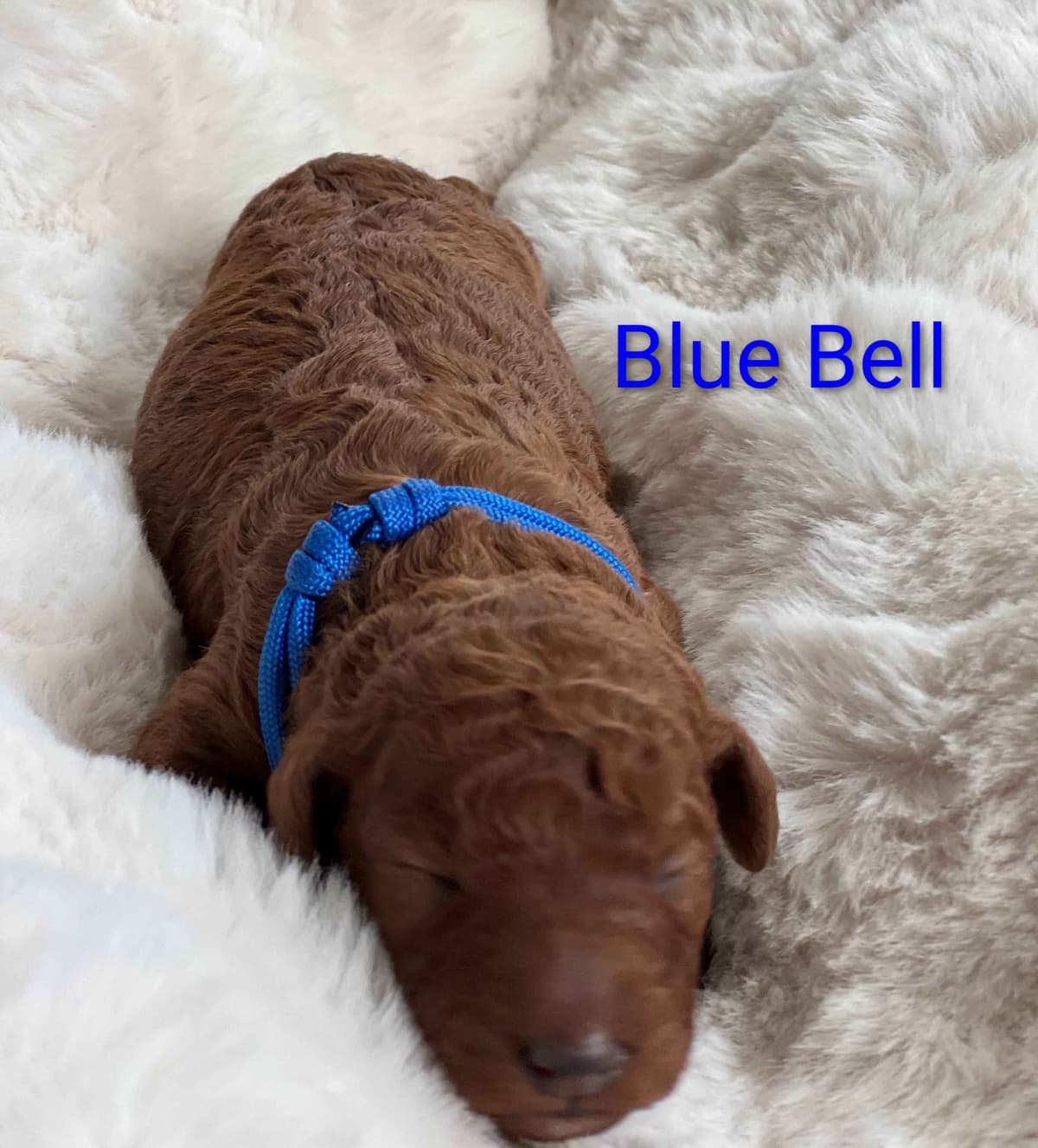 Poodle Puppies breeder image 6