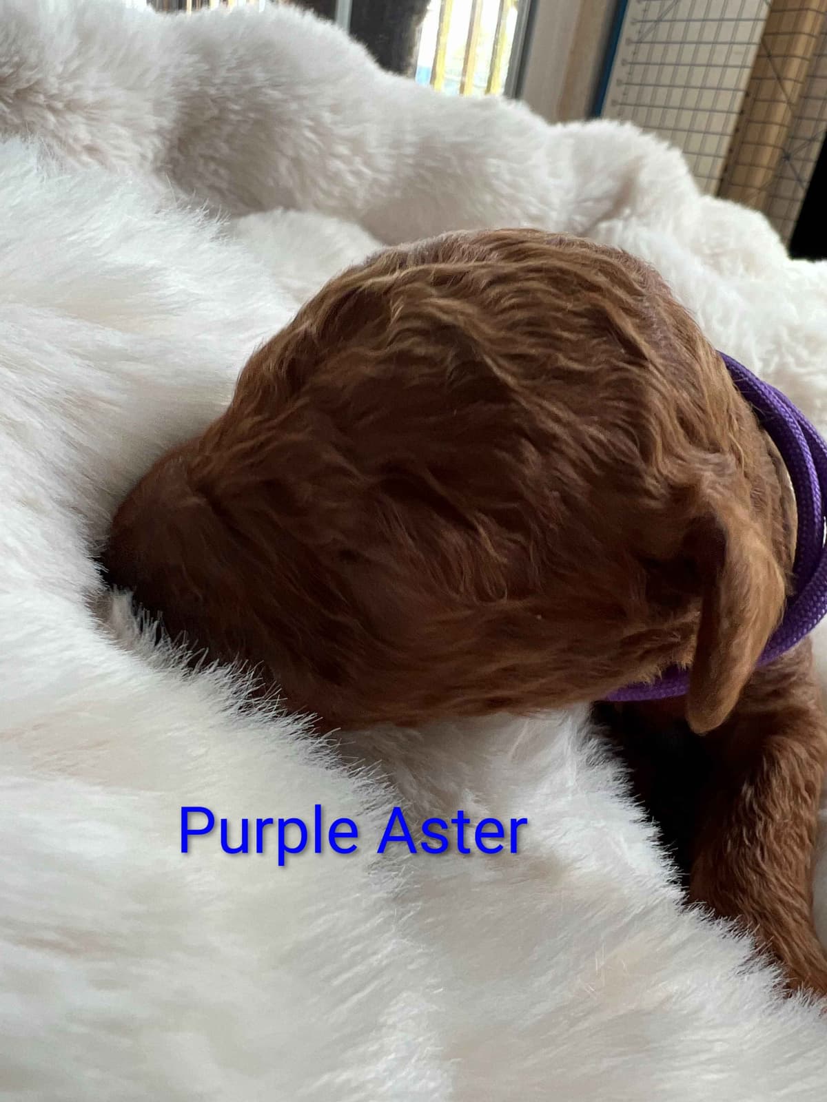 Poodle Puppies breeder image 7
