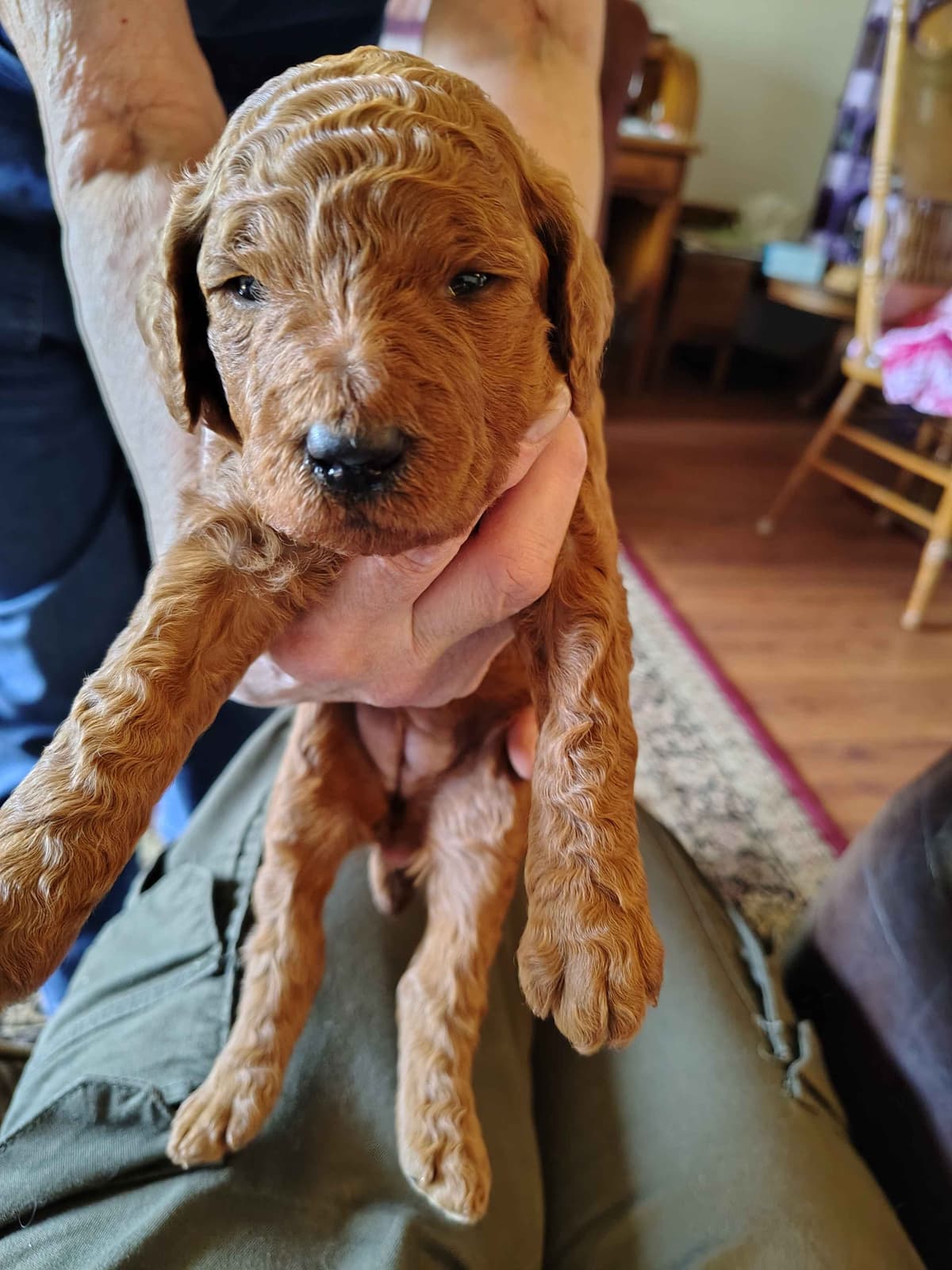 Poodle Puppies breeder image 9