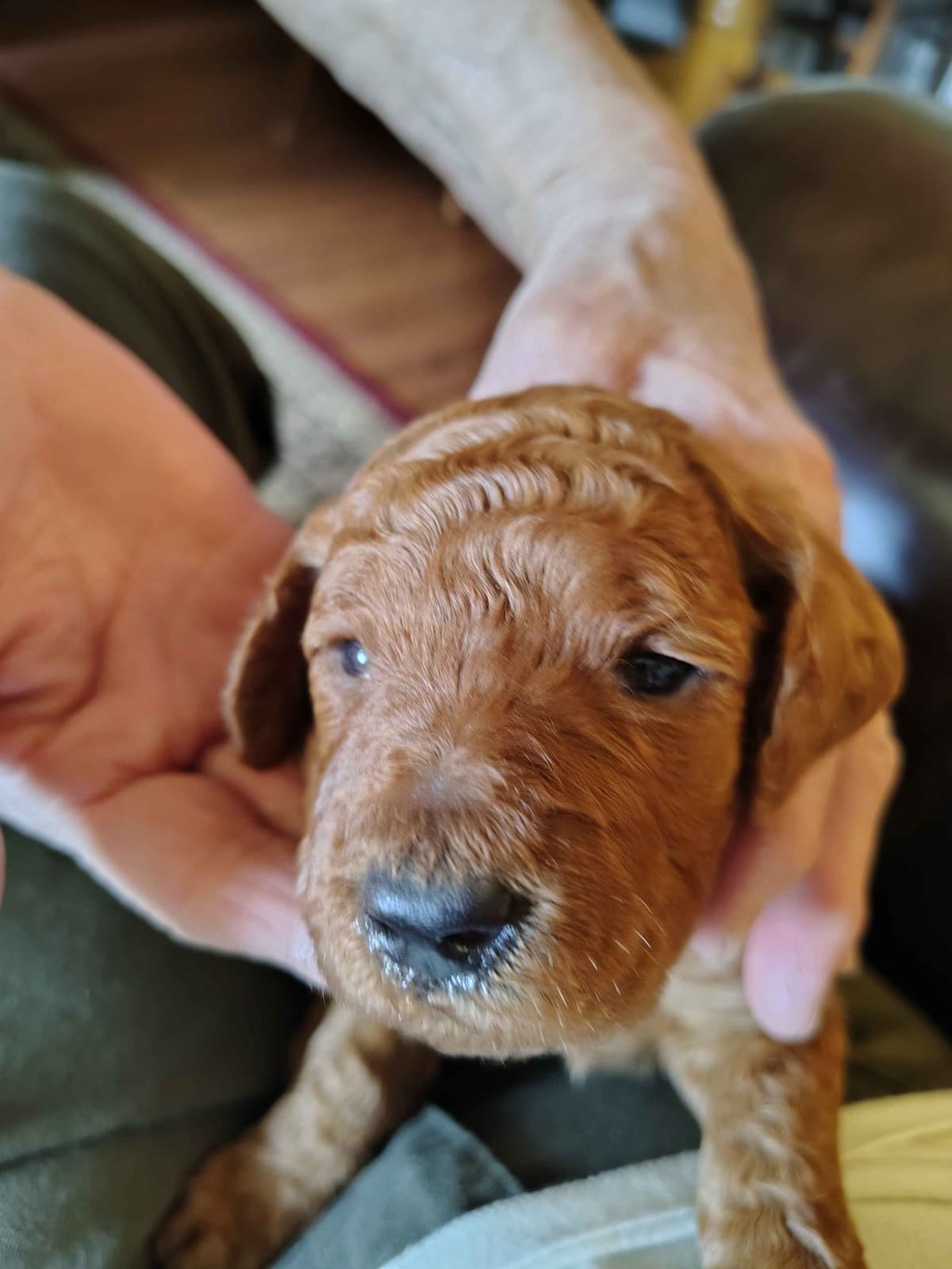 Poodle Puppies breeder image 10