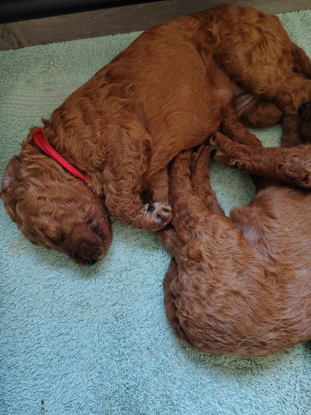 Poodle Puppies breeder image 11