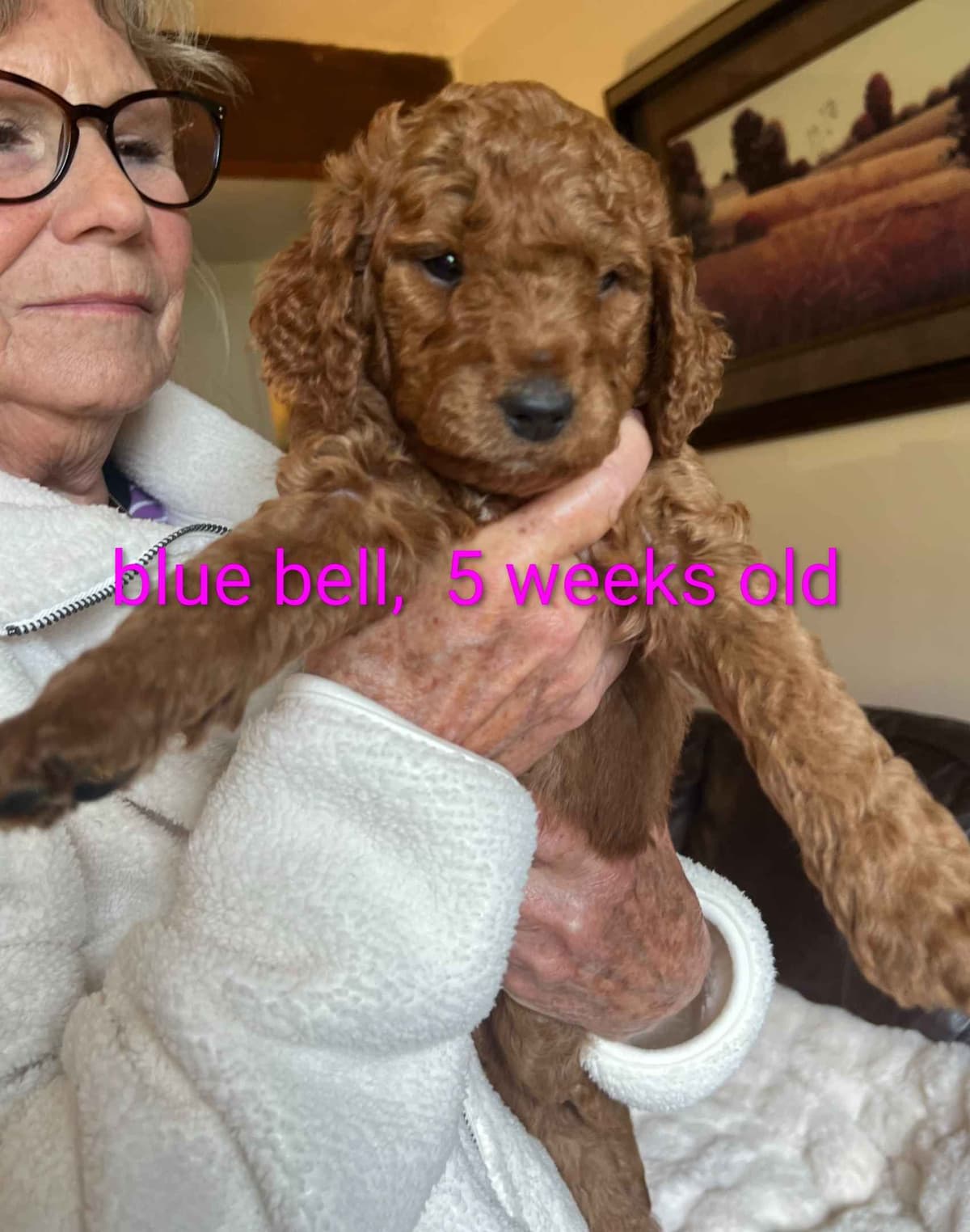 Poodle Puppies breeder image 12