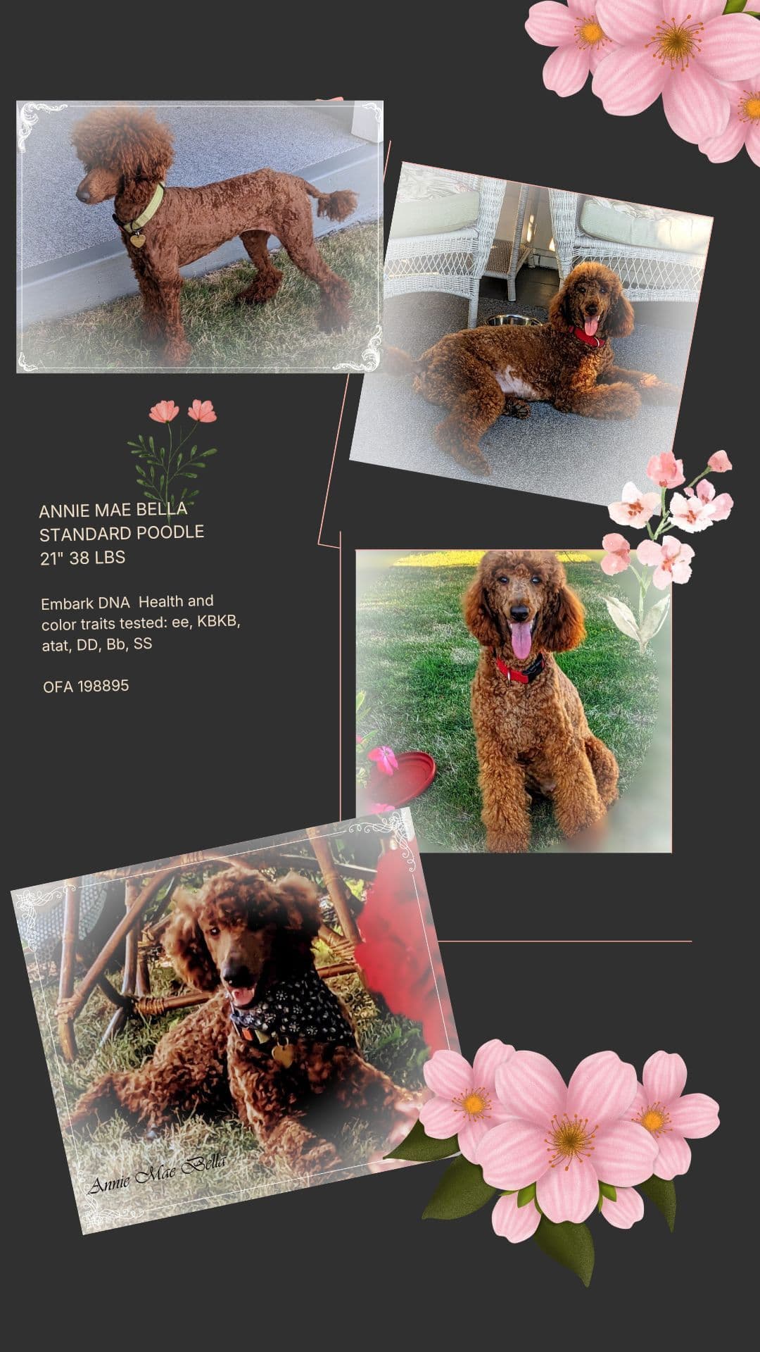 Poodle Puppies breeder image 13