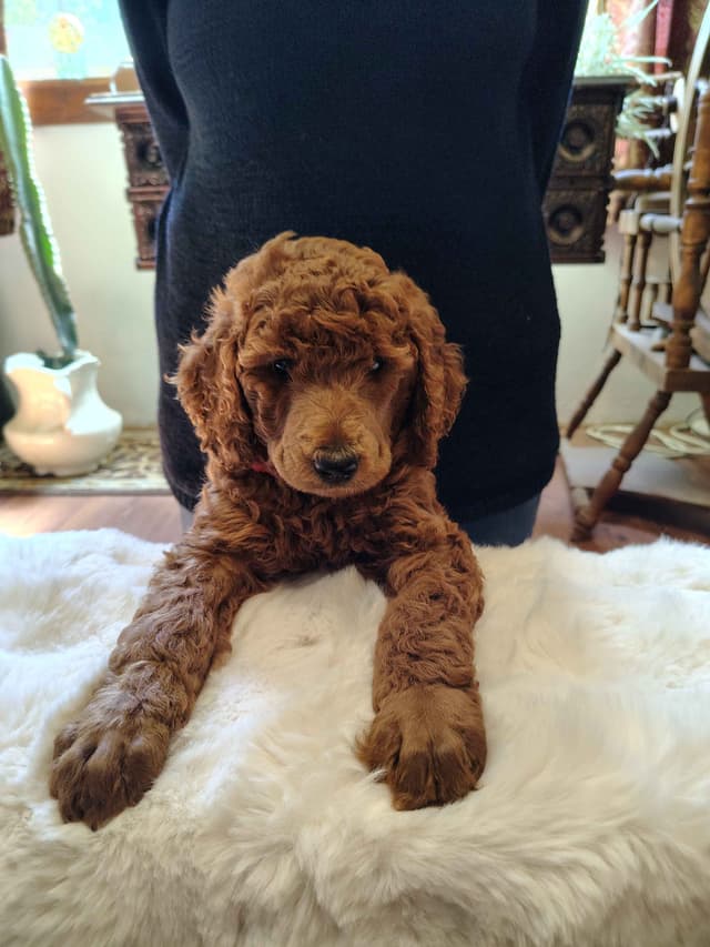 Poodle Puppies media 2