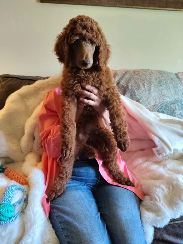 Poodle Puppies media 4