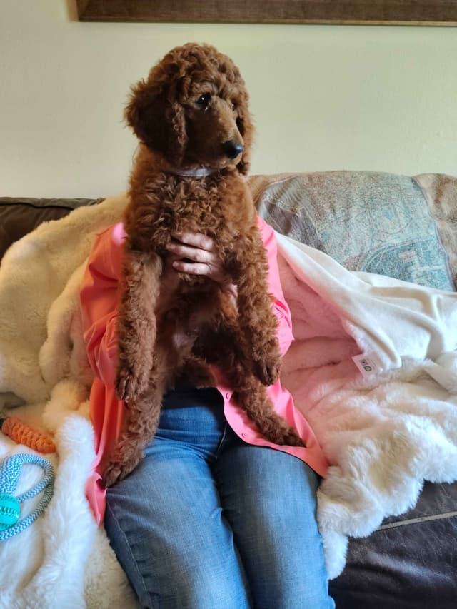 Poodle Puppies media 5