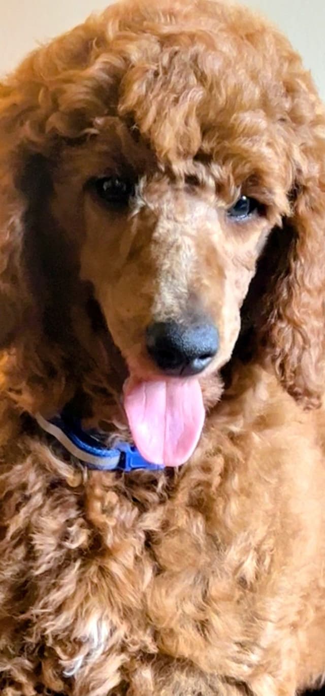 Poodle Puppies media 7