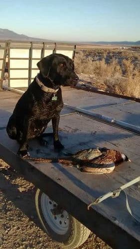 AKC Labrador Retriever Puppies-Champion Field Trial and Hunting Lines breeder image 4