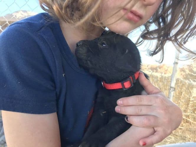 AKC Labrador Retriever Puppies-Champion Field Trial and Hunting Lines breeder image 1