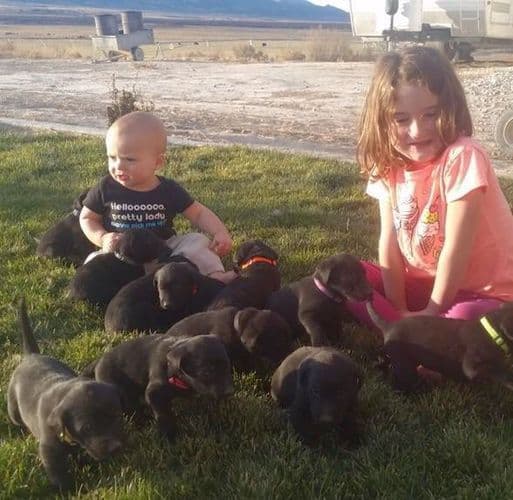 AKC Labrador Retriever Puppies-Champion Field Trial and Hunting Lines breeder image 3