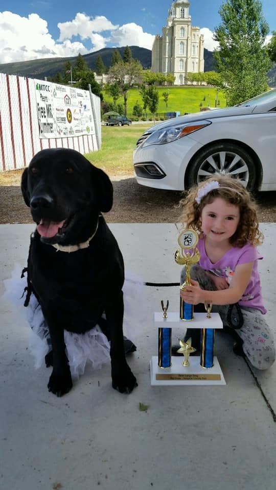 AKC Labrador Retriever Puppies-Champion Field Trial and Hunting Lines breeder image 2