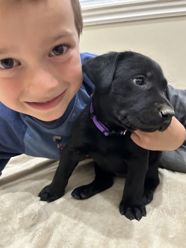 AKC Labrador Retriever Puppies-Champion Field Trial and Hunting Lines media 4