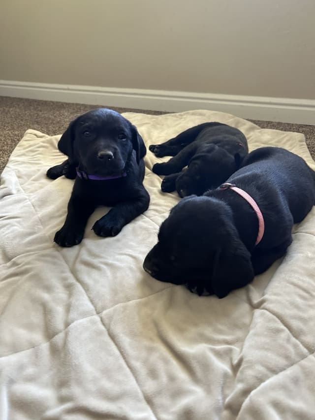 AKC Labrador Retriever Puppies-Champion Field Trial and Hunting Lines media 2