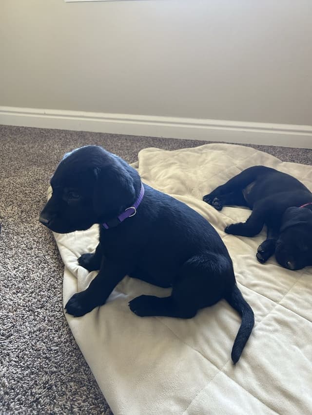 AKC Labrador Retriever Puppies-Champion Field Trial and Hunting Lines media 3