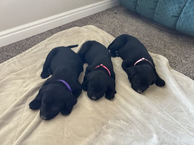 AKC Labrador Retriever Puppies-Champion Field Trial and Hunting Lines media 5