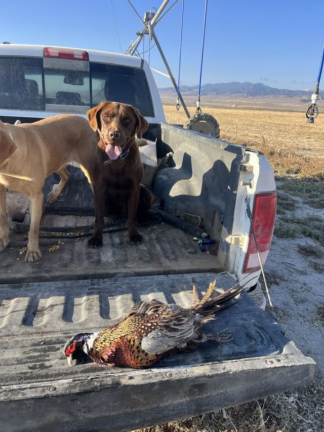 AKC Labrador Retriever Puppies-Champion Field Trial and Hunting Lines media 8