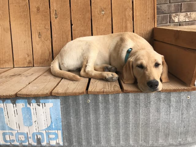 AKC Labrador Retriever Puppies-Champion Field Trial and Hunting Lines media 9
