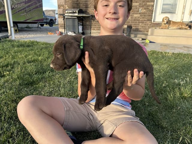 AKC Labrador Retriever Puppies-Champion Field Trial and Hunting Lines media 7