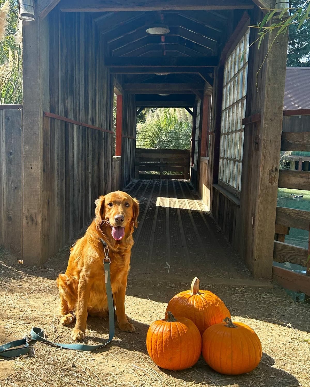 Golden Retriever Puppies breeder image 3