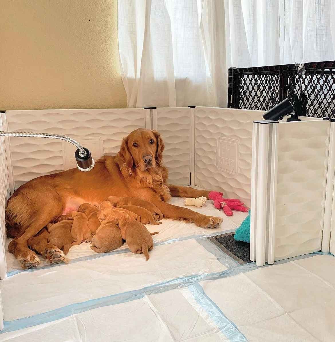 Golden Retriever Puppies breeder image 4